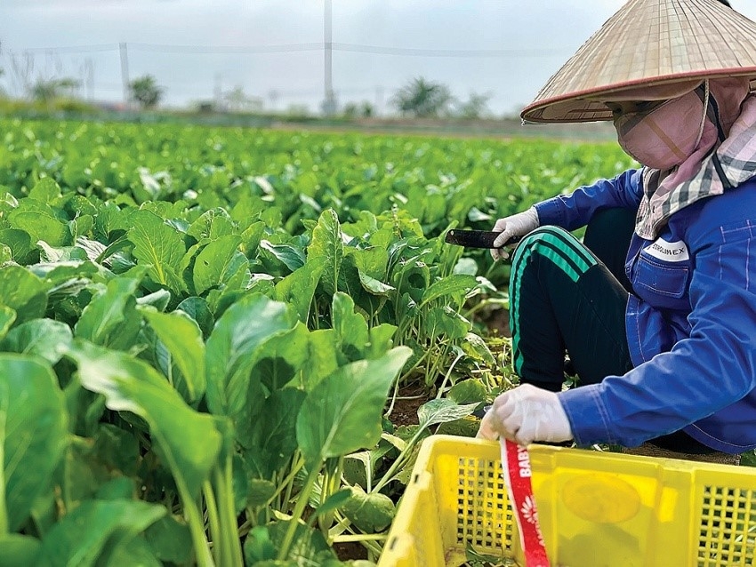 Sản xuất nông nghiệp