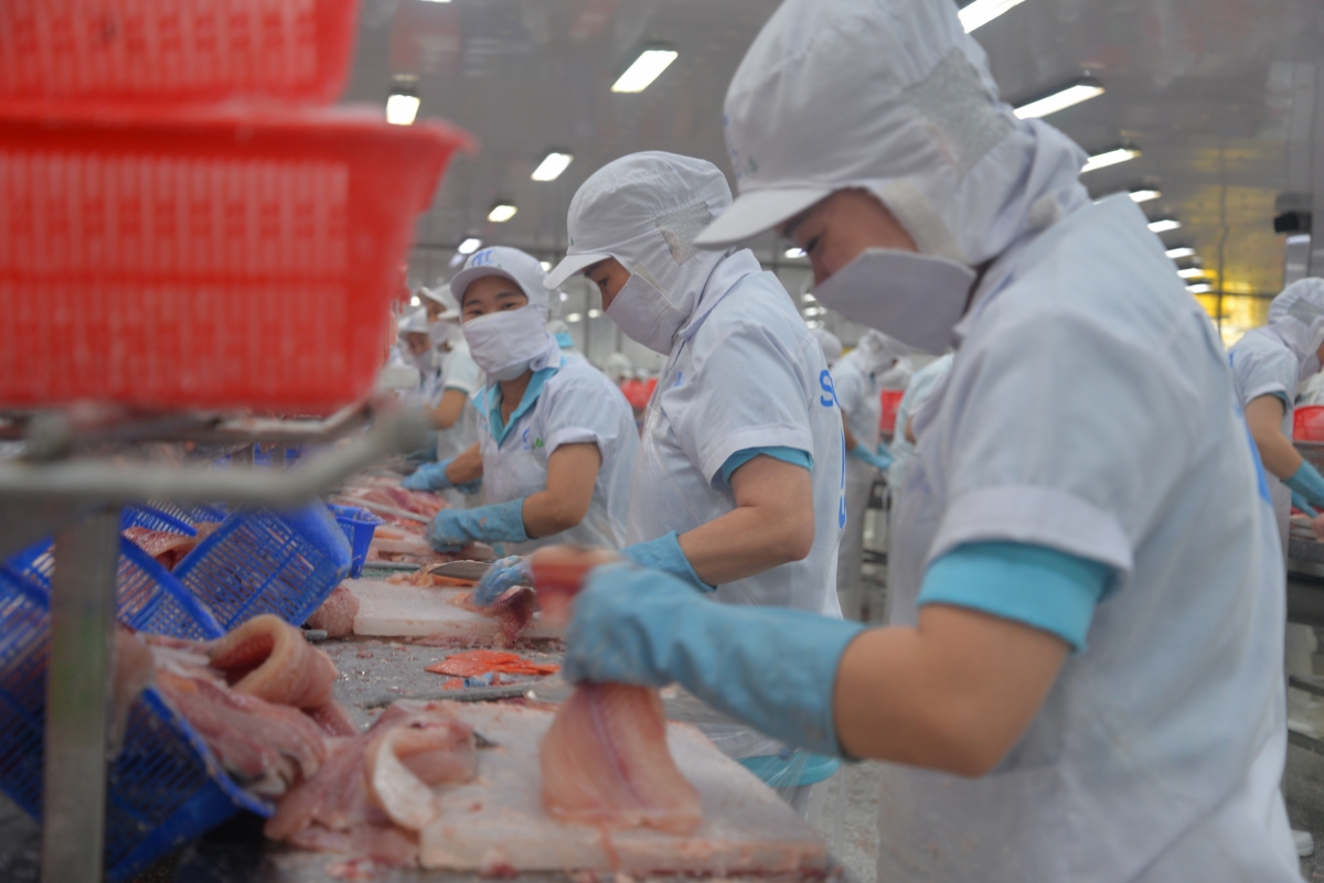 Cá tra được nuôi tại các tỉnh, thành vùng ĐBSCL