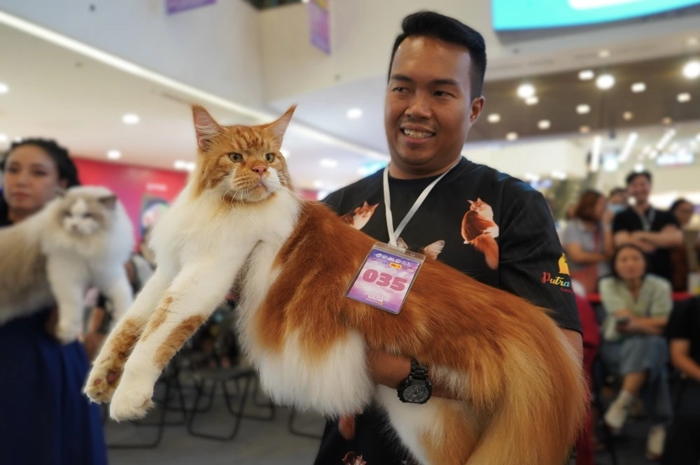 The cat's evaluation criteria is based on appearance, health, and friendliness in accordance with international standards.