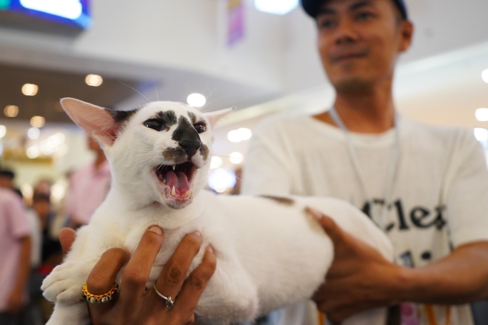 Most notably, the cat named Naomi, a Thai Siamese breed dubbed "the ugliest in the world", also comes to Vietnam to compete in the beauty pageant.