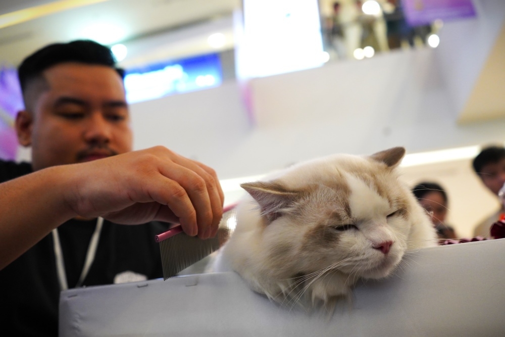 To help cats become beauty queens, their owners have poured huge amounts of money into purchasing breeding cats and taking care of them with an extremely strict schedule.