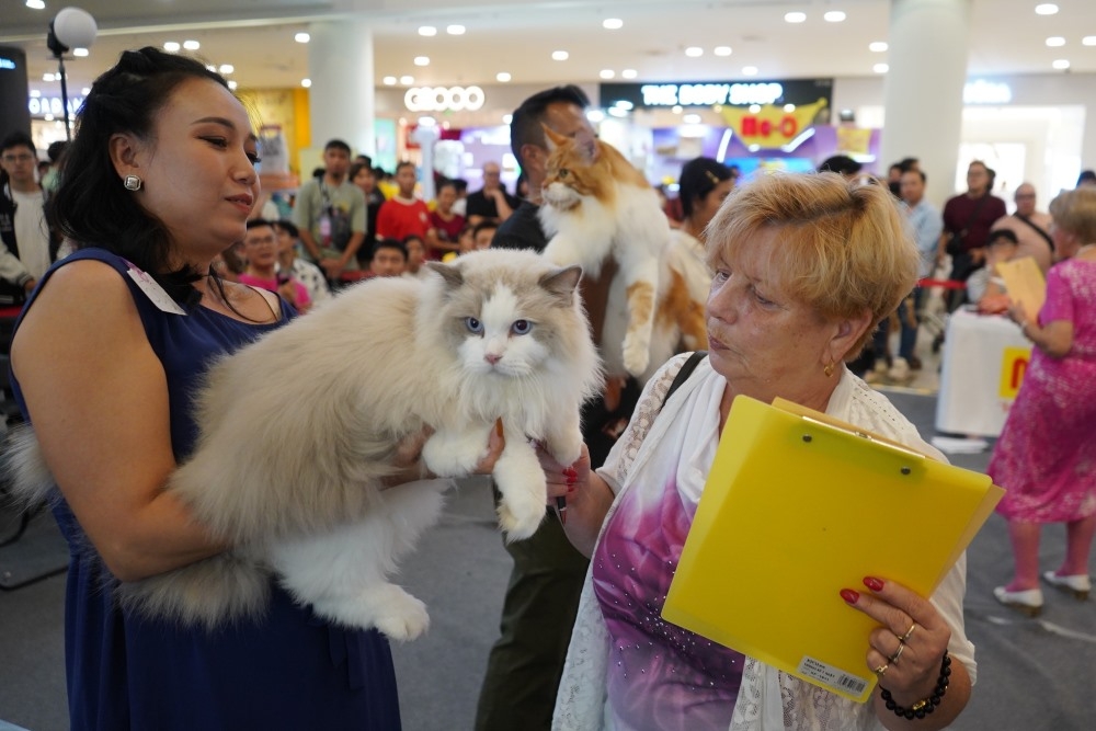 This year, a number of cat breeds take part in the contest, such as Ragdoll, Golden, Bengal, Selkirk, British Longhair, Munchkin, Maine Coon, and the Egyptian Hairless.