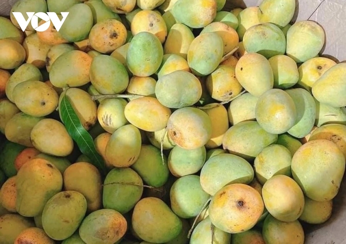 Sản phẩm xoài tròn Yên Châu được cấp văn bằng bảo hộ
