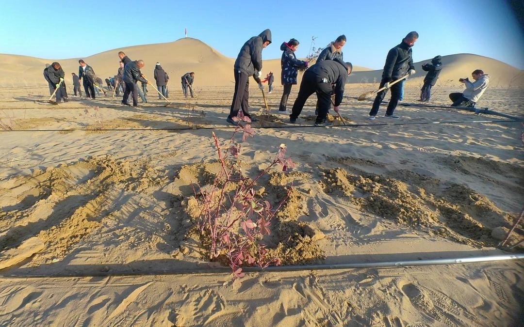 Người dân trồng cây trên sa mạc Taklimakan. Ảnh: China Daily.
