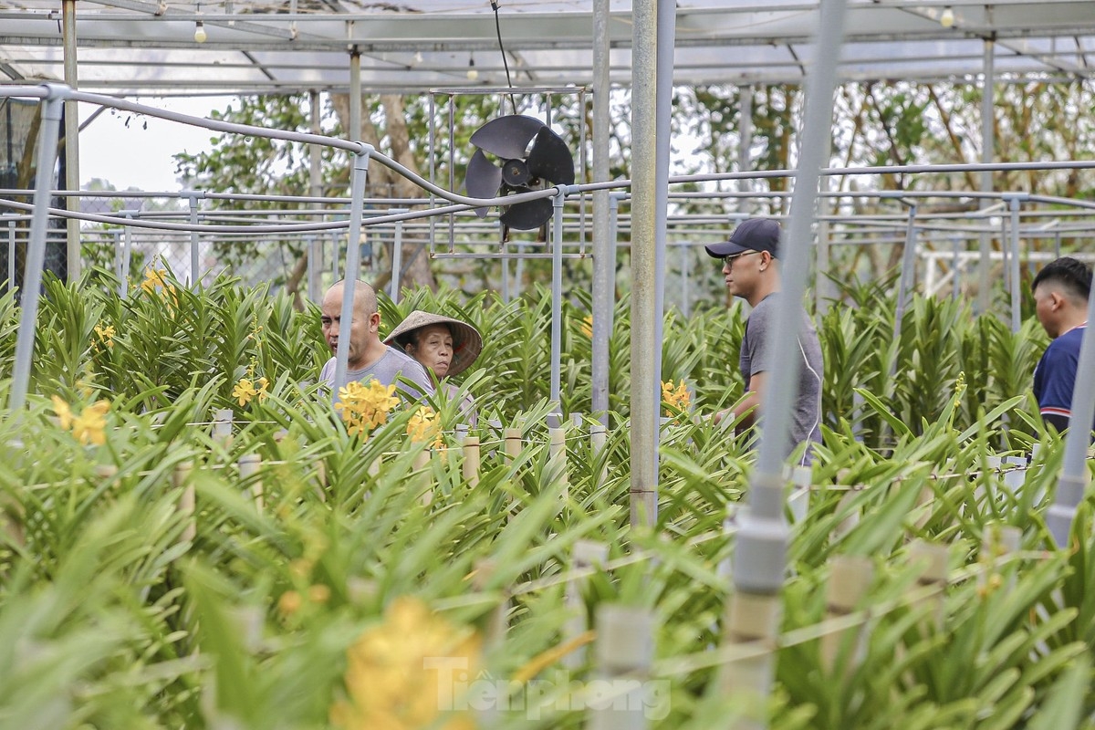 With just two months to go until the 2025 Tet holiday in Vietnam, farmers in Hoa Vang district in Da Nang are working around the clock as they prepare for the most important festive season of the year.