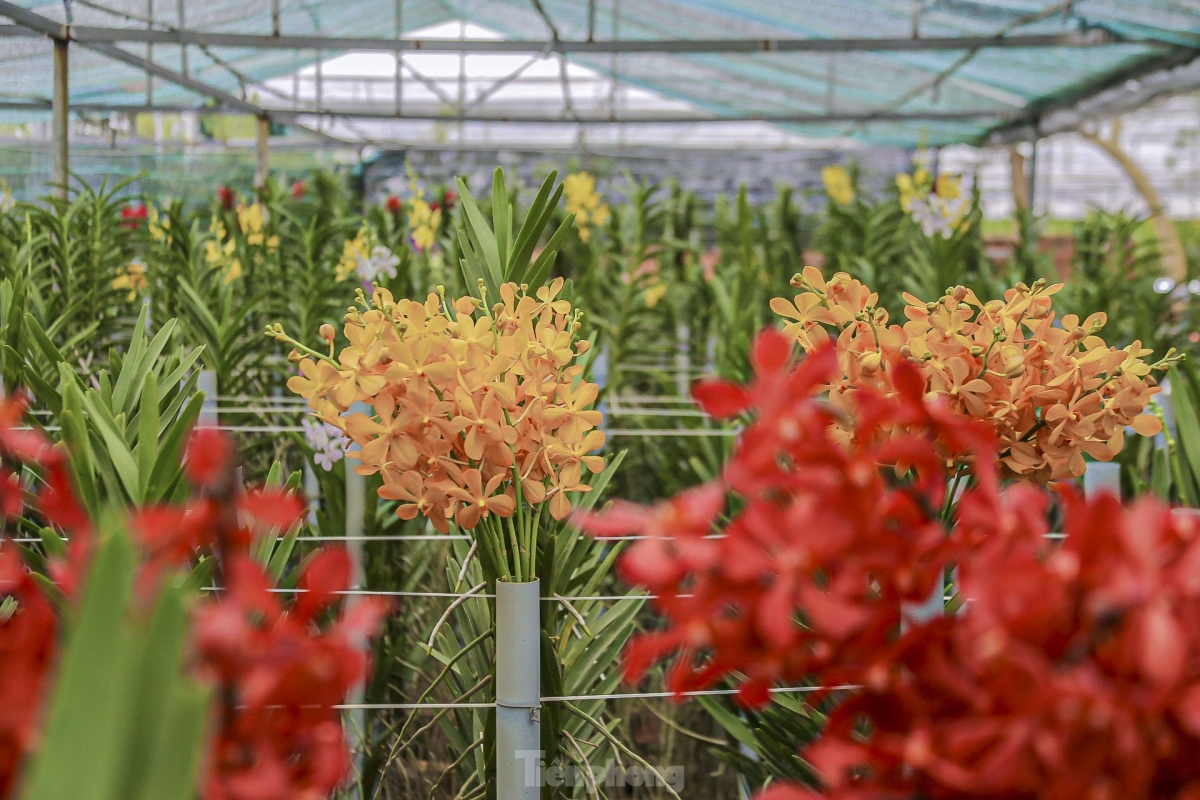 Located in Hoa Chau commune of Hoa Vang district, the site is one of the city’s largest and oldest flower villages and is home to over 20 families who have grown magnificent flowers generations.