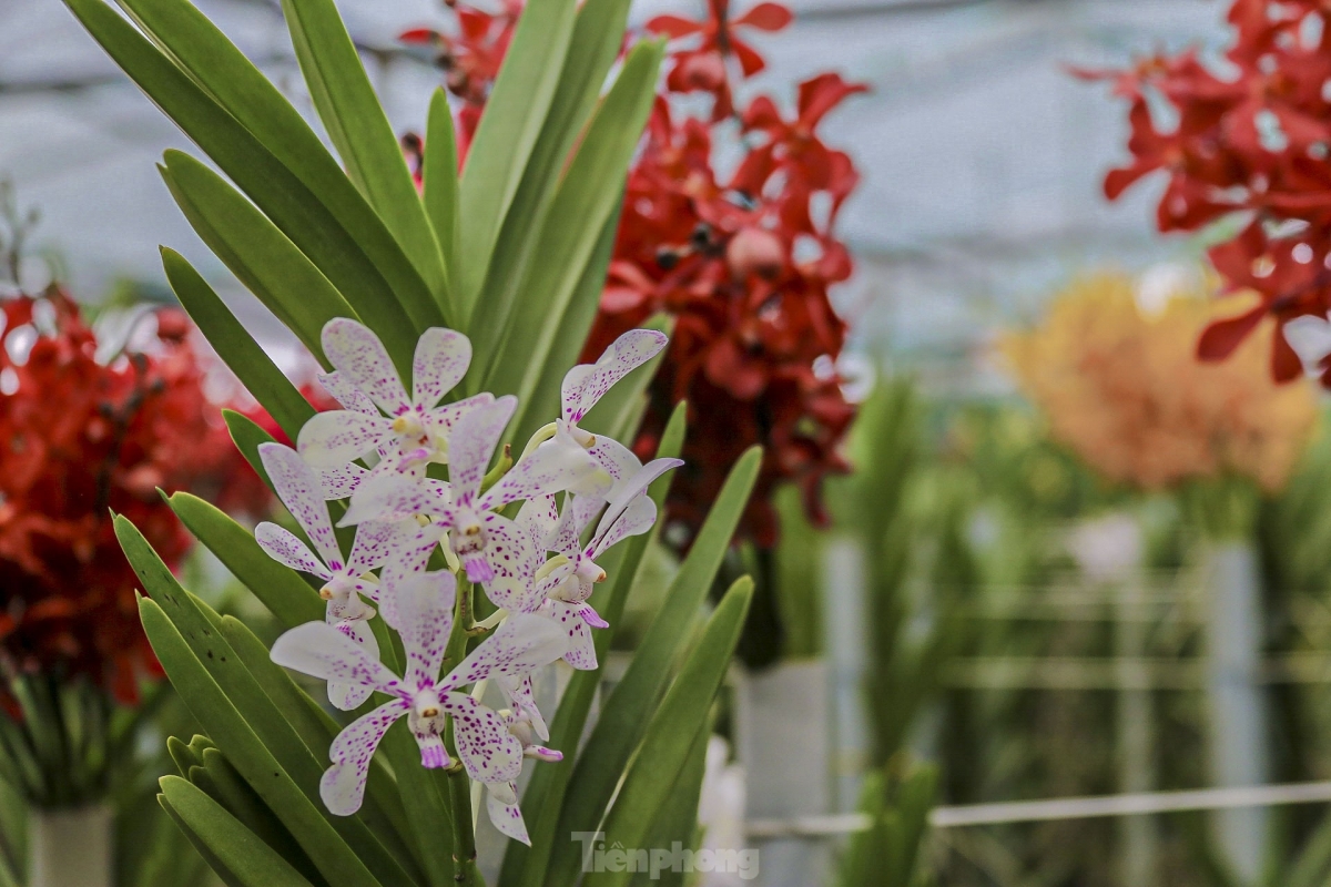 In addition to traditional trees for Tet, flower garden owners have also paid attention to the range of unique and special plants which offer customers a greater choice of ornamental trees.