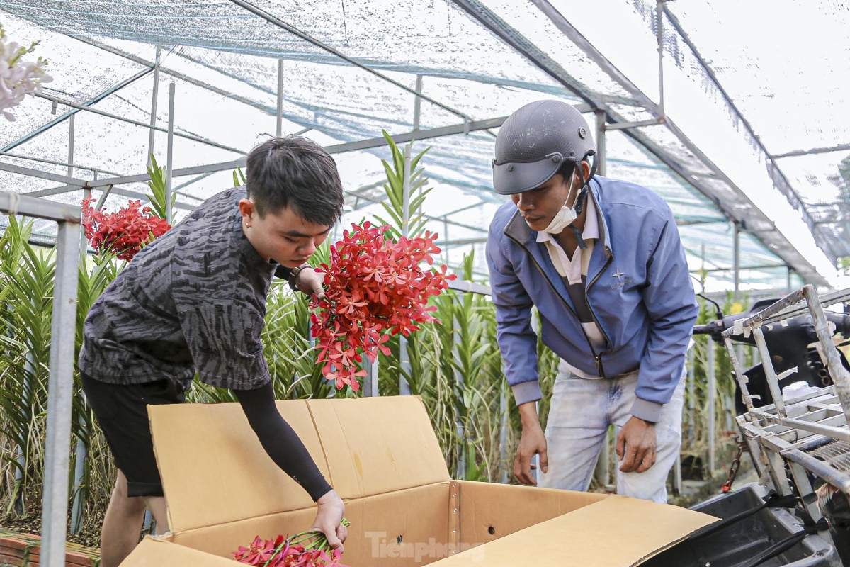 Local flower growers have made every effort to ensure a sufficient supply of blooming flowers just in time for the upcoming Lunar New Year, known locally as Tet.