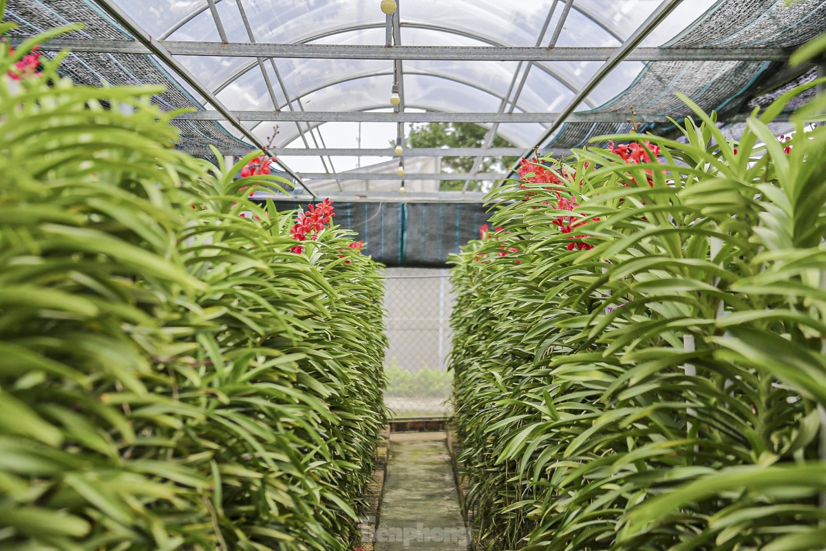 Placing yellow or red orchids at home are believed to bring good luck and wealth to residents.