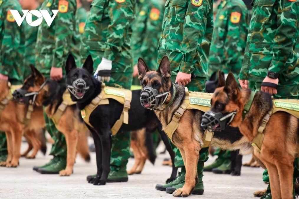These highly trained dogs are known for their sharp senses and loyalty, which make them invaluable to the Vietnamese military.