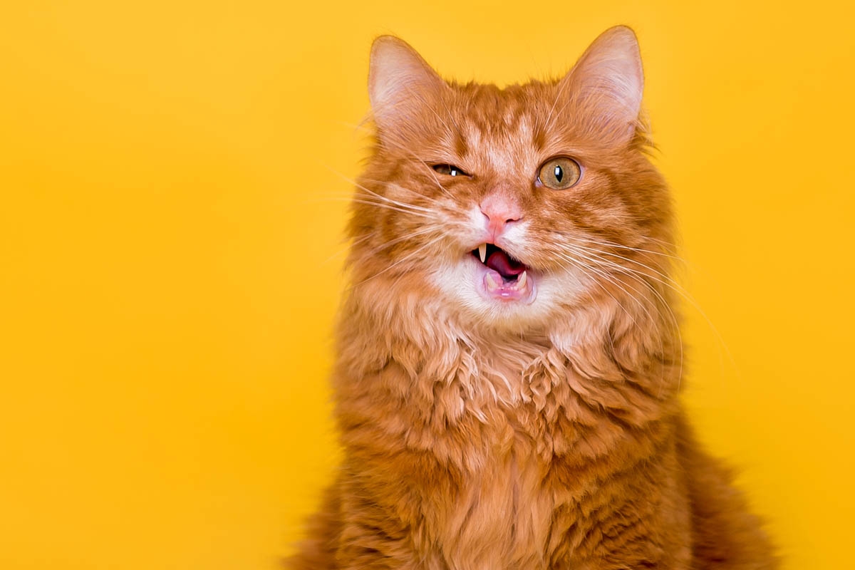 Một chú mèo có bộ long màu cam. Ảnh: Cat World