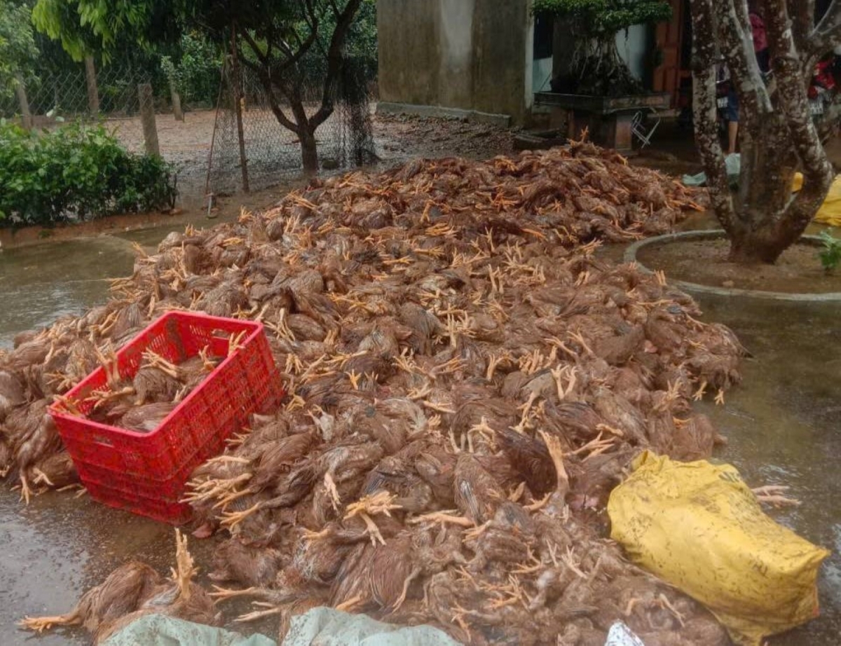 Hàng vạn con gà bị lũ cuốn trôi, nhấn chìm, người chăn nuôi thiệt hại nặng nề