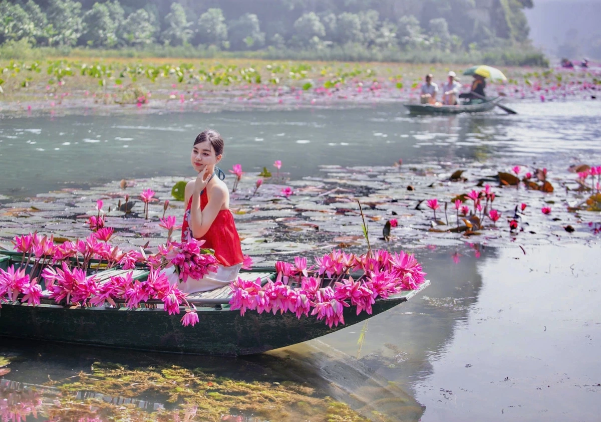 Thời điểm thích hợp nhất trong ngày để ngắm hoa súng là từ 7h - 10h, sau khoảng thời gian trên hoa sẽ cụp lại.