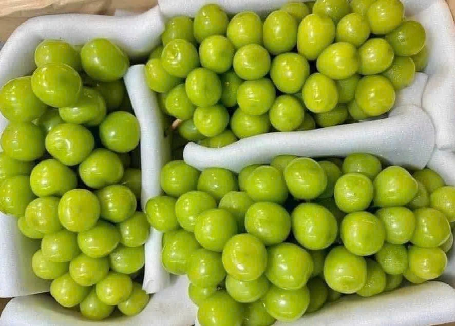 Nho sữa, loại trái cây được nhiều gia đình ưa chuộng, được bán với giá 50.000 đồng/kg