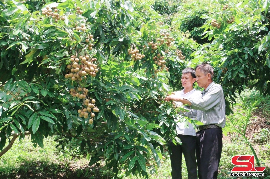 Mô hình trồng nhãn của hội viên Chi hội nông dân bản Mường Nưa, xã Mường Lầm, huyện Sông Mã.