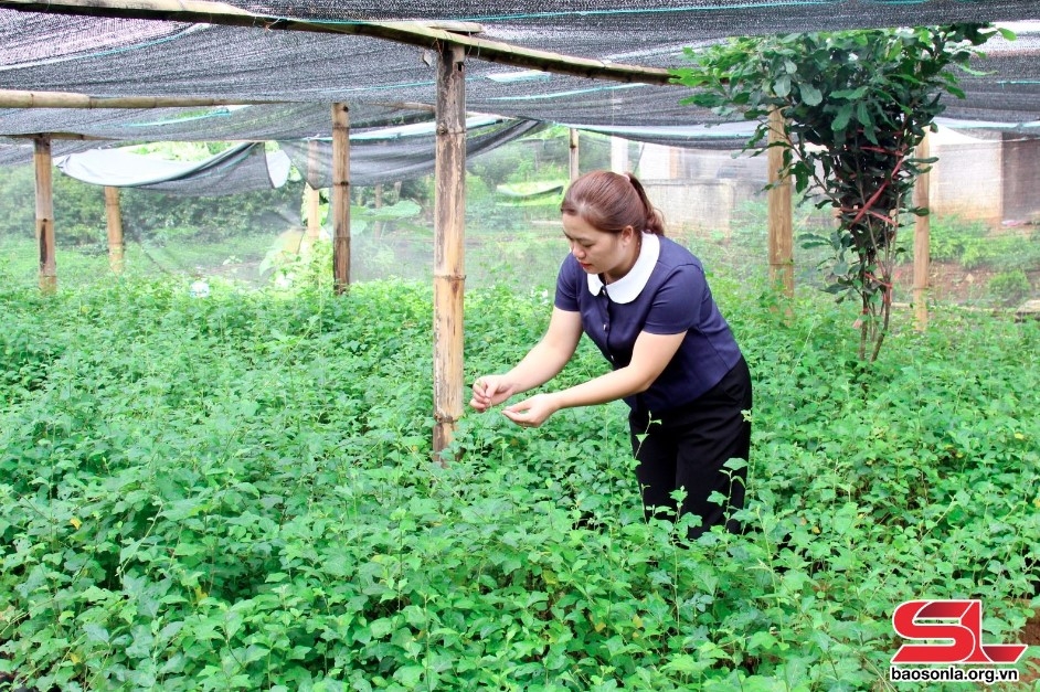 Cán bộ kỹ thuật Trung tâm Khuyến nông tỉnh kiểm tra vườn ươm cây giống cà gai leo của HTX Nam Sơn - Phú Lương.