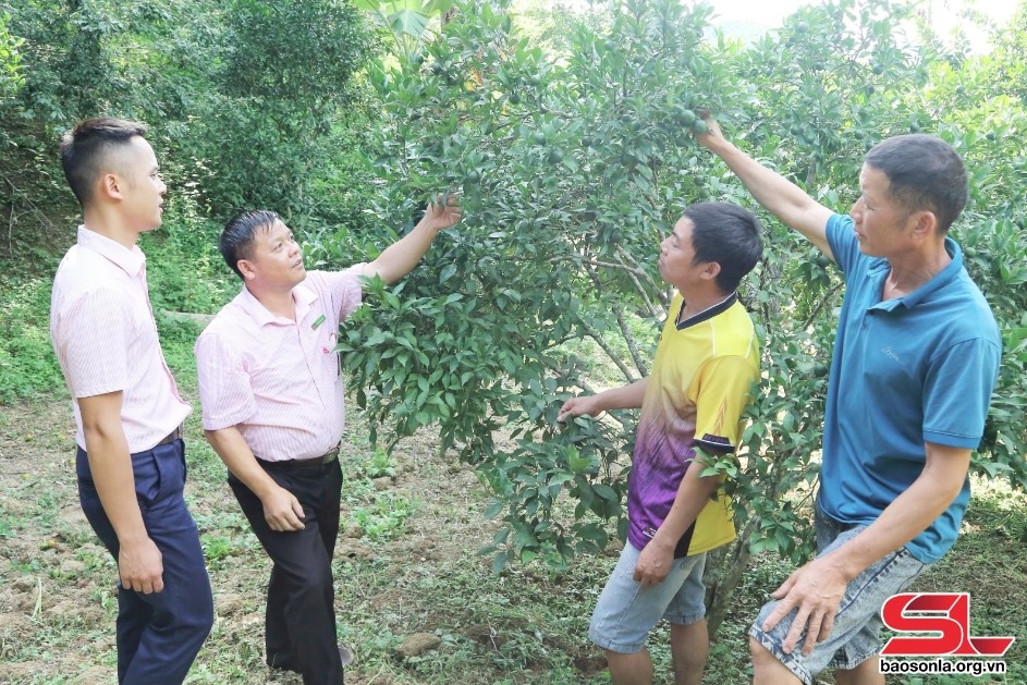 Mô hình cây ăn quả có múi của nông dân xã Nậm Lạnh, huyện Sốp Cộp.