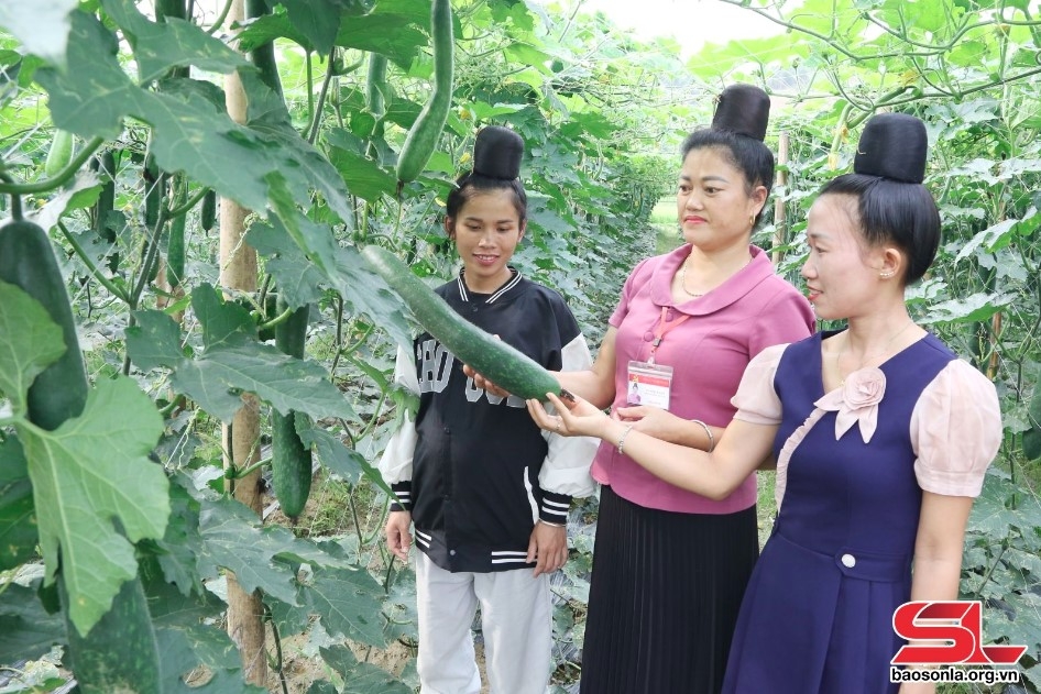 Nhân dân xã Mường Và, huyện Sốp Cộp chia sẻ kinh nghiệm trồng cây bí xanh.