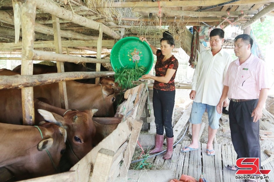 Mô hình nuôi bò nhốt chuồng của nhân dân xã Púng Bánh, huyện Sốp Cộp.
