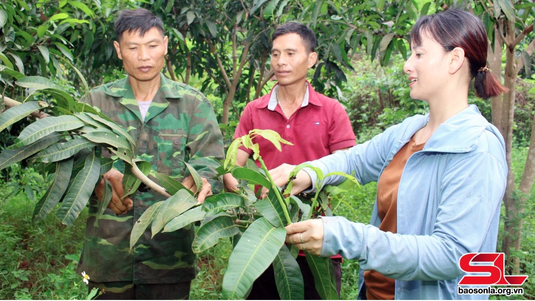 Thành viên HTX Nông nghiệp Mường Bú, huyện Mường La, trao đổi kỹ thuật chăm sóc cây trồng sau thu hoạch