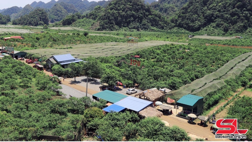 Nhiều diện tích ở thung lũng mận Nà Ka, huyện Mộc Châu được phủ lưới chống mưa đá