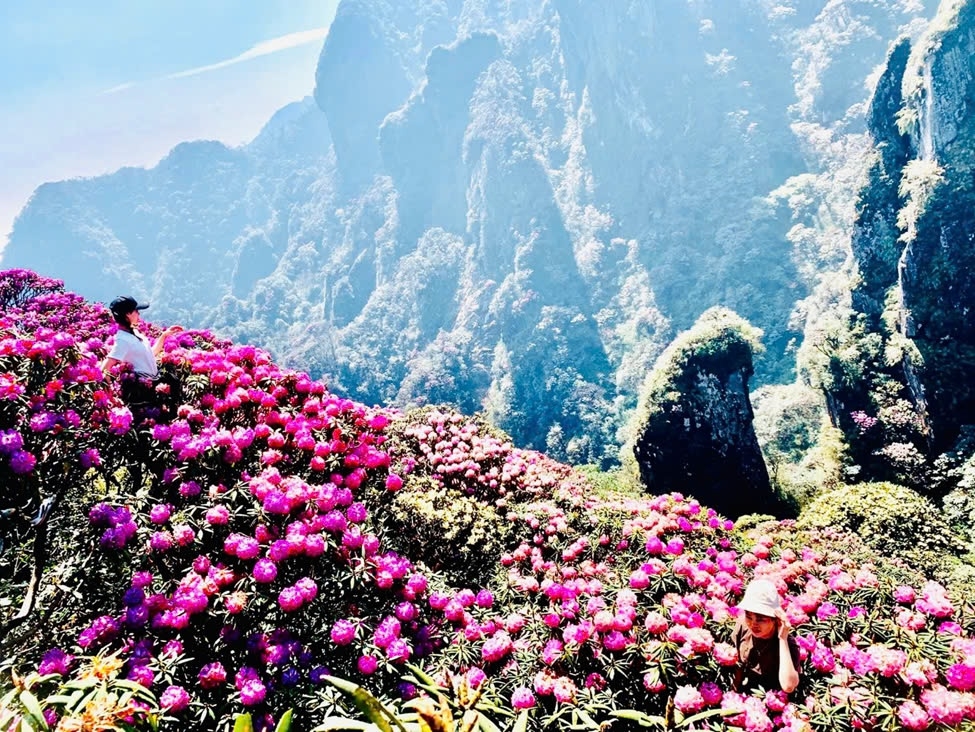 Thủ phủ hoa Đỗ quyên Lai Châu