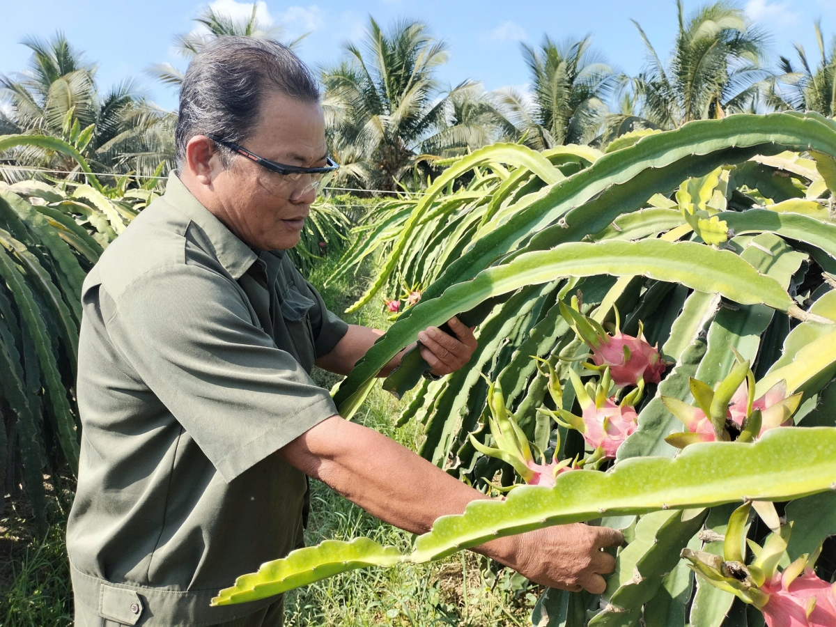 Đảng viên nông dân Lê Văn Thủy bên vườn thanh long Viet GAP