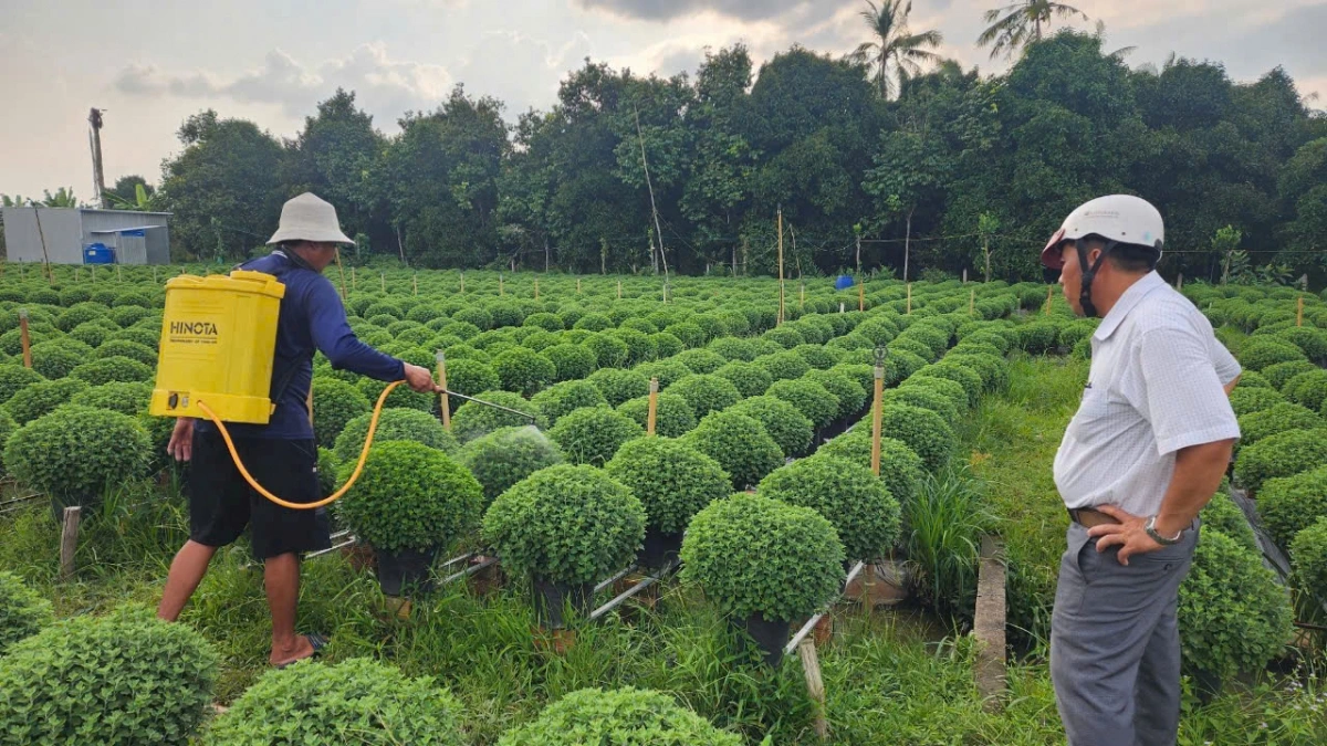 Nhiều ruộng hoa cúc mâm xôi ở huyện Chợ Lách không trổ hoa đúng dịp Tết cổ truyền, nhà vườn thất thu