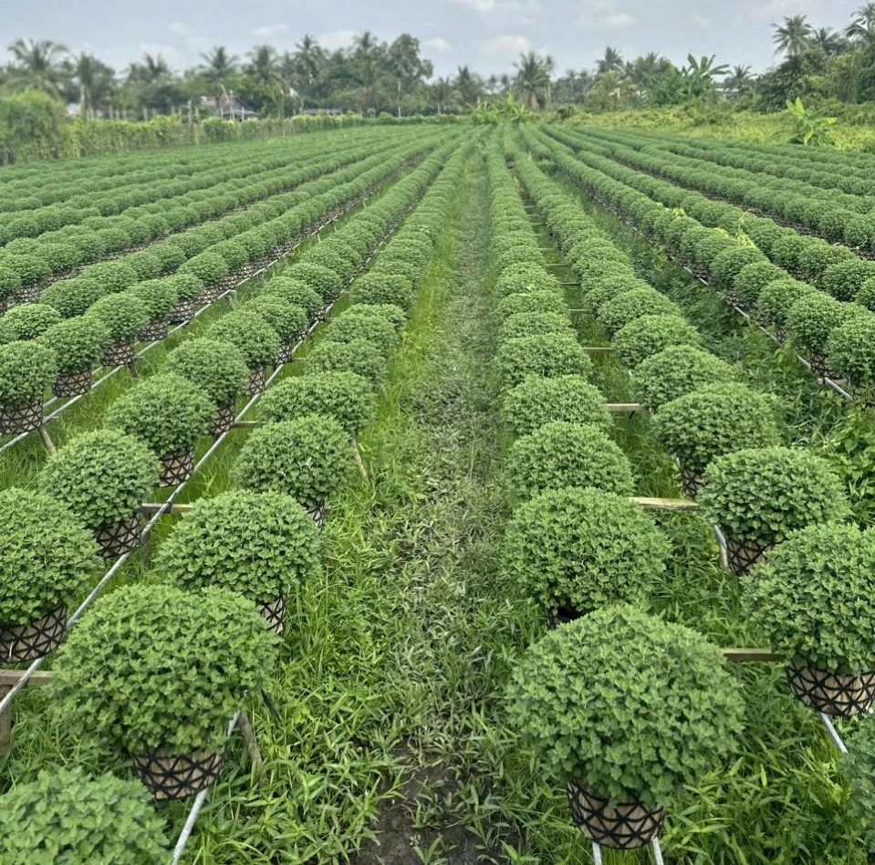 Cúc mâm xôi thường bán giá cao giúp nhiều nông dân huyện Chợ Lách có nguồn thu nhập khá vào dịp Xuân về Tết đến 