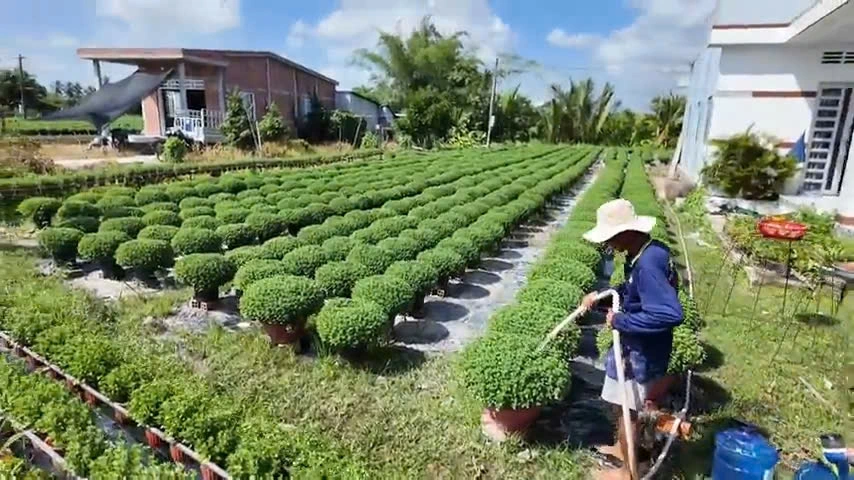 Người dân chăm sóc những chậu hoa để kịp bán dịp Tết