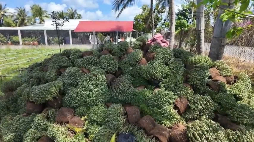 Hàng ngàn chậu cúc mâm xôi bị nhà vườn nhổ bỏ để trồng hoa khác cho kịp phục vụ thị trường Tết