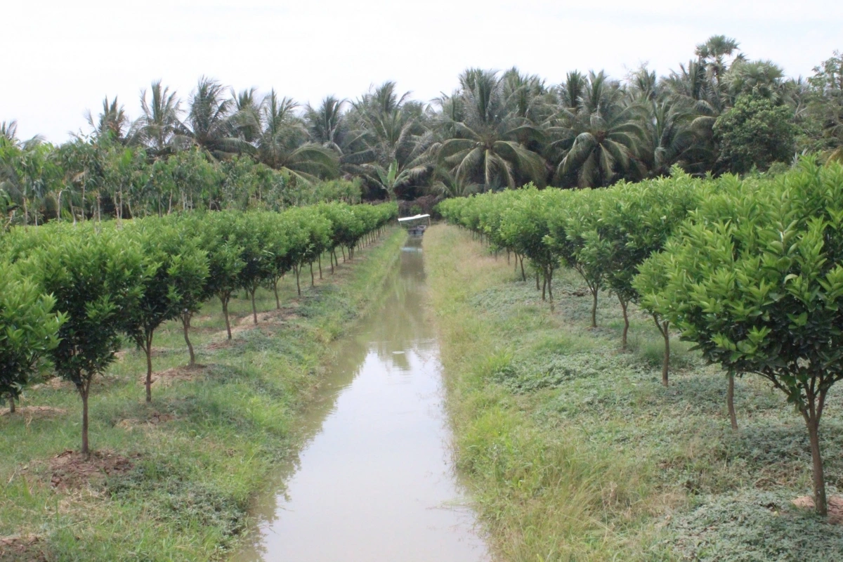 Nông nghiệp Vĩnh Long vẫn còn nhỏ lẻ 