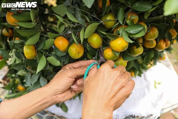 Từ những cây quýt thô, anh Thạch khéo léo cắt tỉa, tạo thành nhiều hình dáng khác nhau.