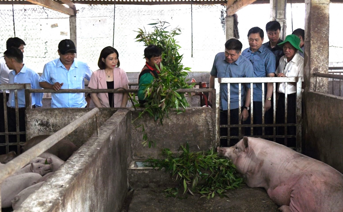 Trại chăn nuôi lợn hữu cơ tại huyện A Lưới, tỉnh Thừa Thiên Huế
