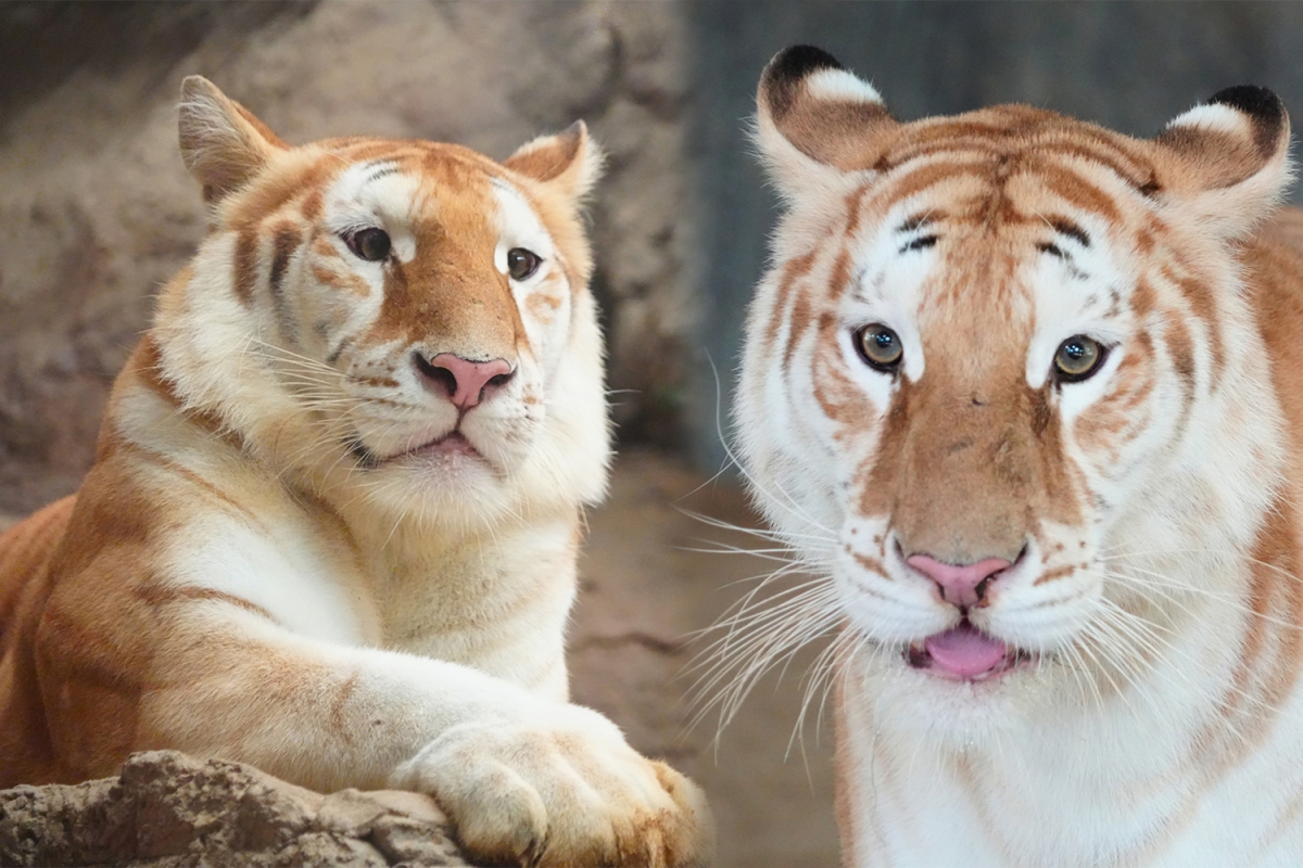 Cô hổ Ava trong sở thú Thái Lan. Ảnh: Chiang Mai Night Safari