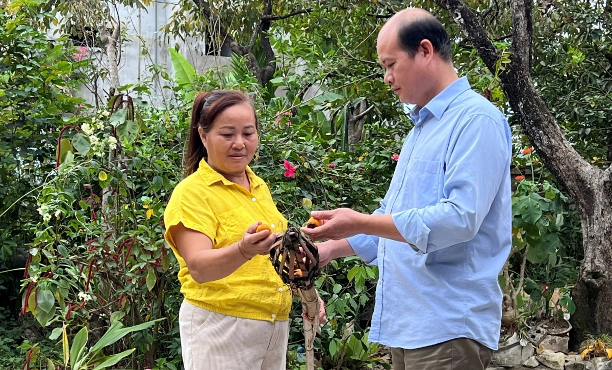Cả chính quyền và người dân địa phương đều mong muốn phục hồi được vùng hồng giòn đặc sản