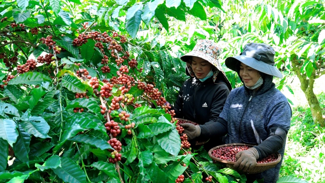 Ngày càng nhiều nông dân ở Đắk Lắk tham gia vào các chuỗi liên kết sản xuất nông nghiệp có trách nhiệm
