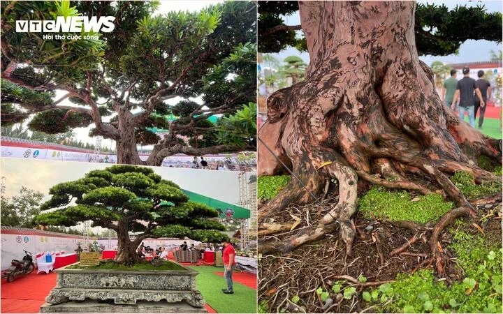 Tác phẩm "Mộc lan kim cương"