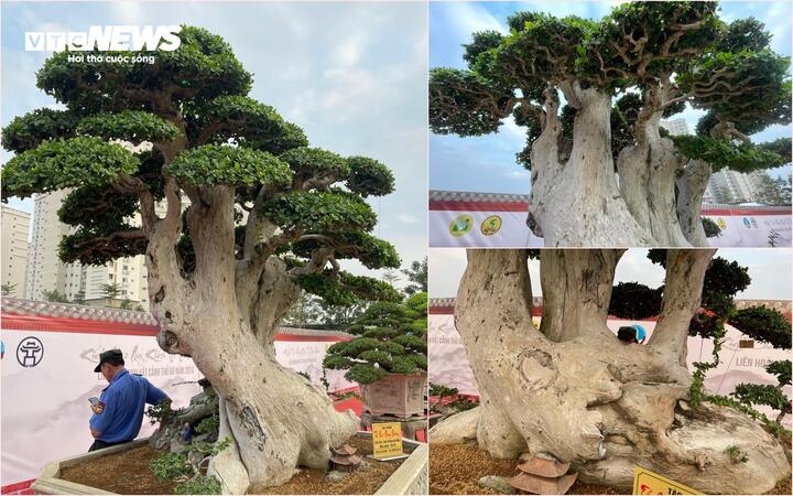 Tác phẩm "Tứ đại đồng đường"