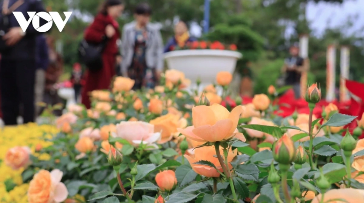 The flower spaces are set up on the main street of Yersin, Tran Hung Dao, Nguyen Van Cu, Le Dai Hanh, Tran Quoc Toan, and around Xuan Huong Lake, all of which are decorated with hundreds of thousands of flowerpots specifically for the occasion.