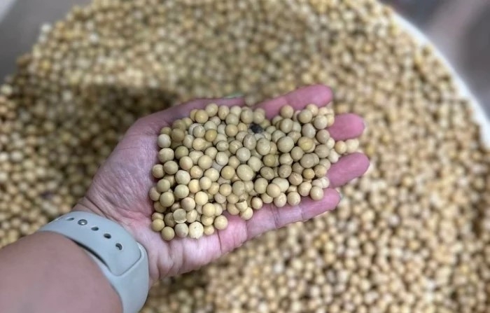 Đậu nành giàu protein. (Ảnh: Anh Chi)