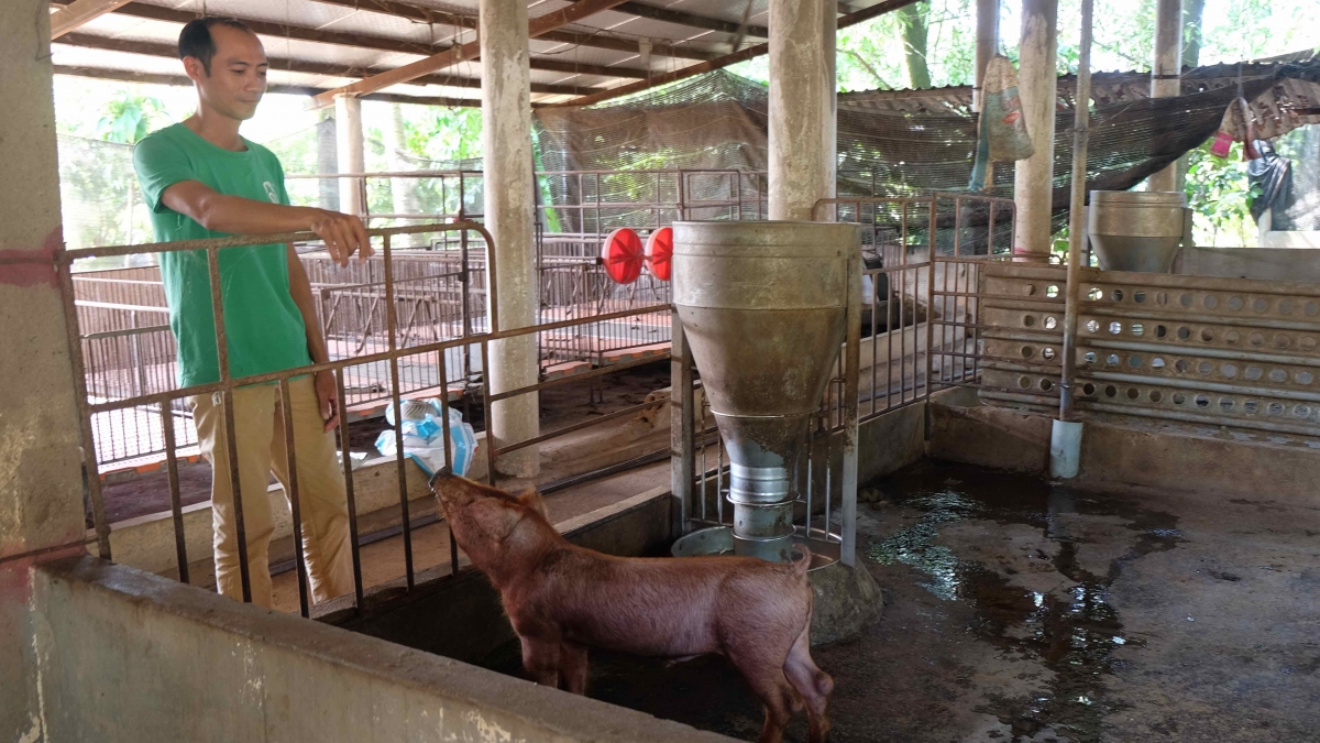 Anh Trương Huỳnh Tùng chưa tính được hướng đi sắp tới khi ngưng nuôi heo (Ảnh: Duy Phương)