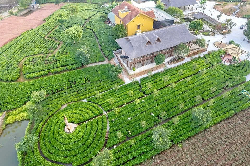 Hợp tác xã Trà và du lịch cộng đồng Tiến Yên tại TP Thái Nguyên, tỉnh Thái Nguyên.