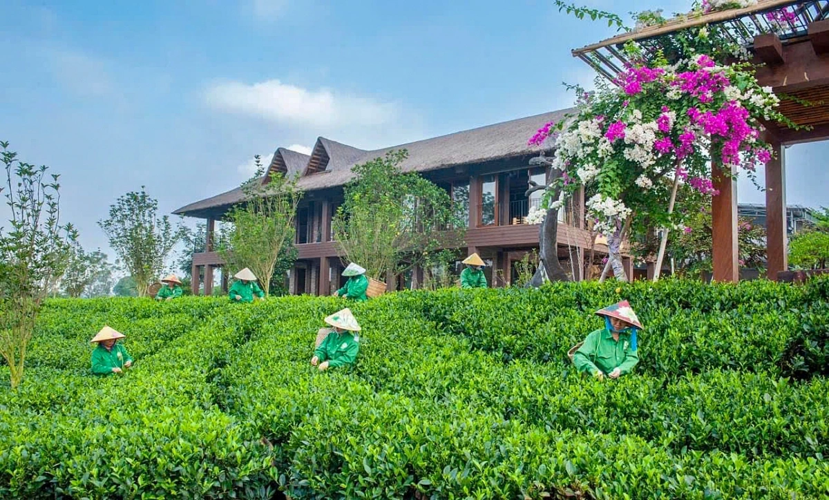 Du lịch cộng đồng gắn với vùng chè Tân Cương, Thái Nguyên