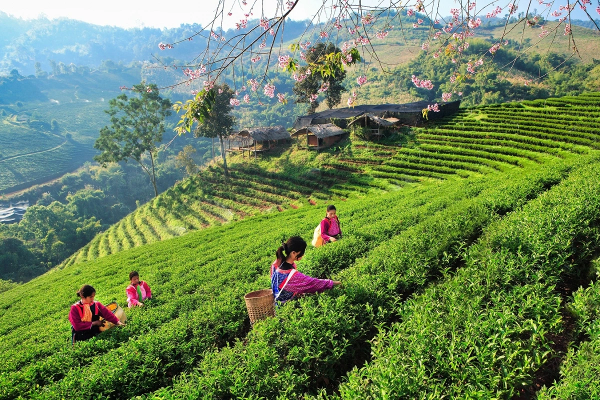 Doi Mae Salong ở Chiang Rai. Ảnh: Văn phòng đại diện Cơ quan Du lịch Thái Lan tại Việt Nam