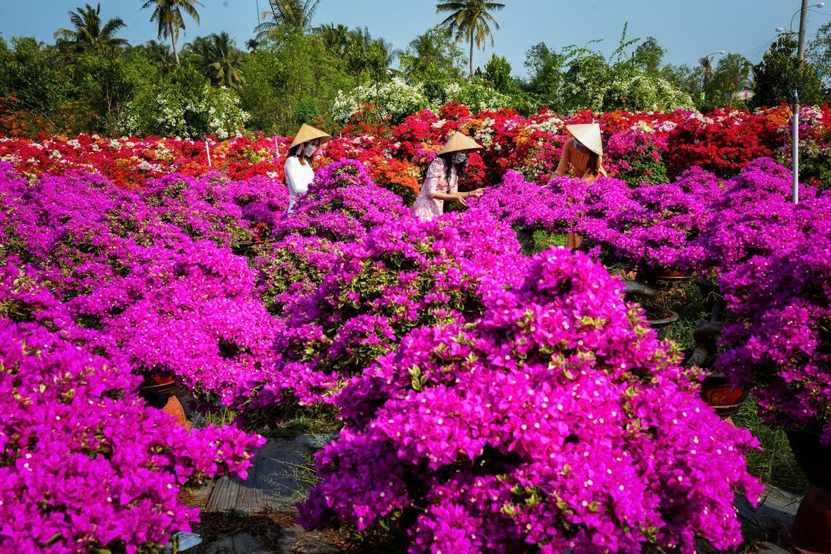Lễ hội hoa – kiểng Chợ Lách được định hướng là nền tảng để phát triển các sản phẩm du lịch nông thôn của địa phương. (Ảnh: BTC)