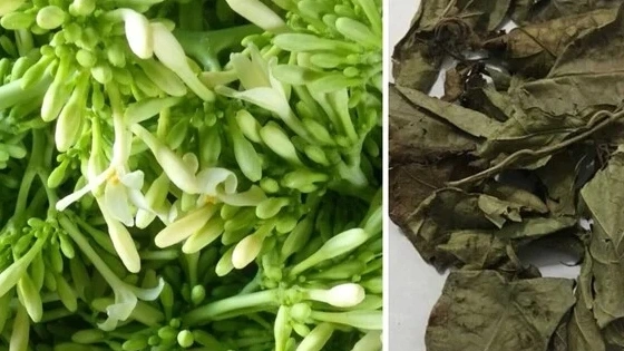 Hoa đu đủ đực và lá xạ đen rất tốt cho sức khoẻ.