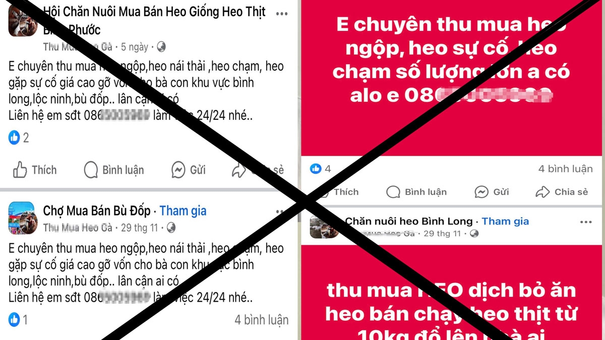 Đối tượng đăng quảng cáo thu mua heo chết trên mạng xã hội facebook (ảnh: CA)