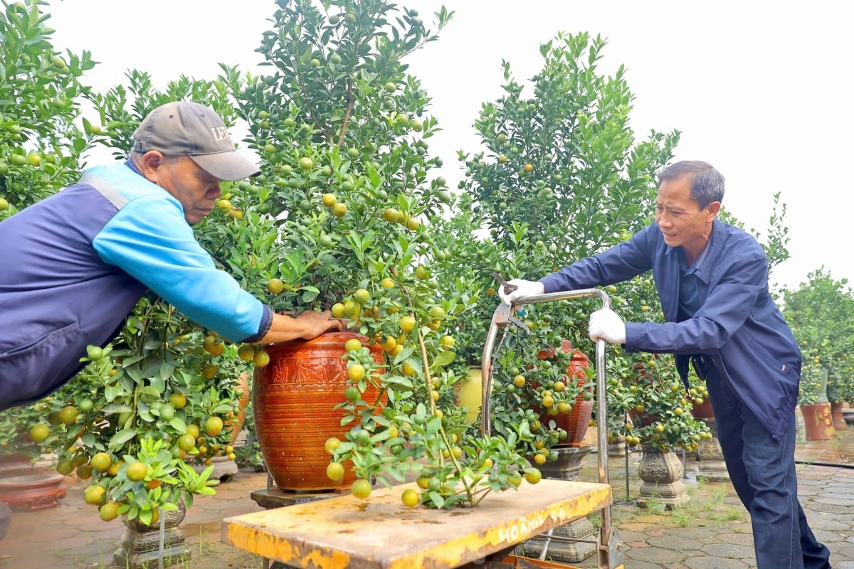 Kumquat trees can be spotted on sale at local markets from December every year.