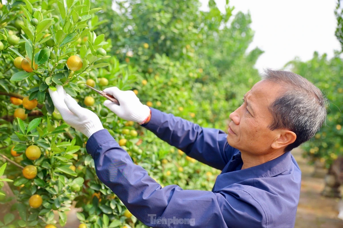 In order to meet the increasing demand during the buildup to Tet, gardeners must hire extra workers to ease the workload.
